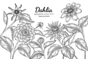 Dahlia flower and leaf hand drawn botanical illustration with line art on white backgrounds. vector