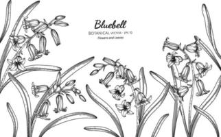 Bluebell flower and leaf hand drawn botanical illustration with line art. vector