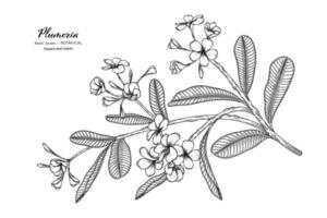 Plumeria flor y hoja dibujadas a mano ilustración botánica con arte lineal. vector