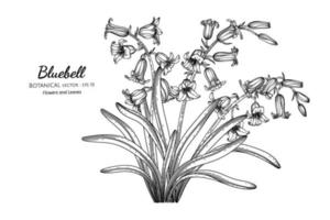 Bluebell flower and leaf hand drawn botanical illustration with line art. vector