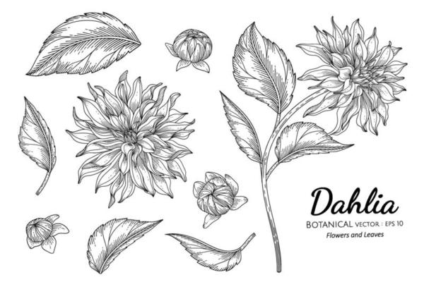 Set of Dahlia flower and leaf hand drawn botanical illustration with line art on white backgrounds.