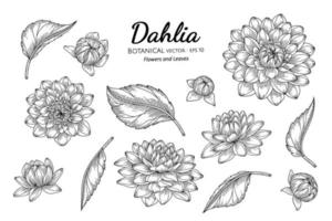 Set of Dahlia flower and leaf hand drawn botanical illustration with line art on white backgrounds. vector