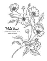 Wild rose flower and leaf hand drawn botanical illustration with line art on white backgrounds. vector