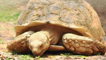 close up de uma tartaruga sulcata na natureza com uma enorme carapaça video