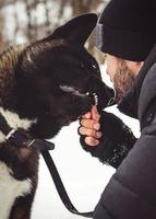 A man in a jacket and a knitted hat walks with an American Akita dog photo