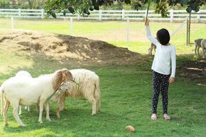 Portrait of cute girl standing in the animal farm and feeds a group of sheep photo