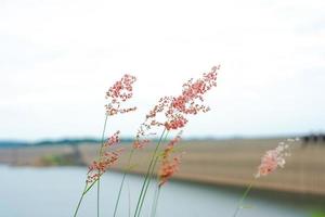 Close up of flower grass in a field with blurred concrete structure in the background. photo