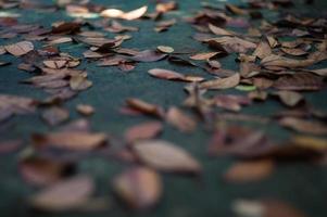 Texture and background selective focus of the dried leaves on the wet cement ground with blurred foreground photo