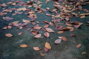 La textura y el fondo el enfoque selectivo de las hojas secas en el suelo de cemento húmedo con primer plano borroso