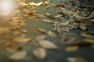 Texture and background selective focus of the dried leaves on the wet cement ground with sunny blurred foreground photo