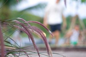 Close up of grass flowers blowing with the wind in an outdoor garden with a blurred man and kid playing in the background photo