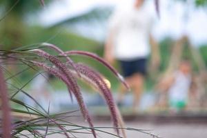 Cerca de la hierba flores que soplan con el viento en un jardín al aire libre con un hombre y un niño borrosa jugando en el fondo foto