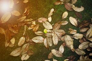 High exposure picture of dried and green leaves fell on wet concrete ground. Vintage texture, sunny edit, and background of autumn scene with colorful leaves on the floor photo