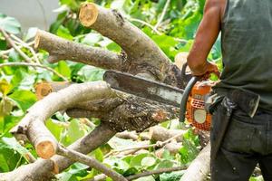 Close up of chainsaw cutting the log by chainsaw machine with sawdust flying around. photo