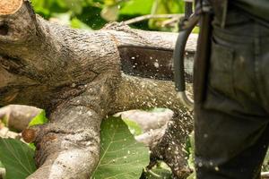 Close up of chainsaw cutting the log by chainsaw machine with sawdust flying around. photo