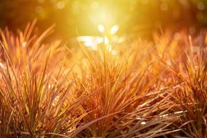 Cerca de arbusto naranja con bokeh borrosa en el fondo. enfoque selectivo de las hojas del prado con un amanecer y un atardecer. foto