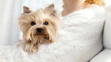 Dog in owner's arms photo