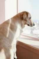lindo perro mirando por la ventana en casa foto