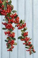 Red berries against a wall photo