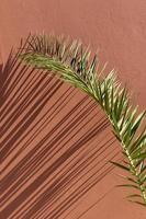 Palm branch against a wall photo