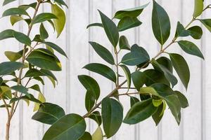 Green leaves against a white wall photo