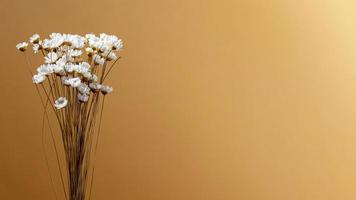 White flowers on brown background photo