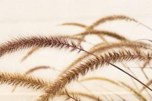 Wild grass close-up photo