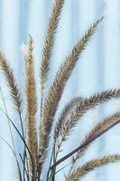 Dry grass close-up photo