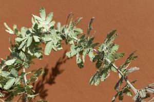 hojas verdes sobre un fondo marrón foto