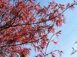 Hermosas hojas de arce japonés rojo contra un cielo azul