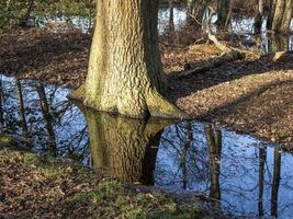 Tree trunks and a clear blue sky reflected in a puddle photo