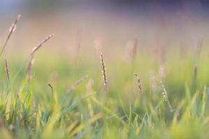 Grass in evening light blur for background photo