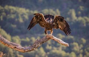 Golden eagle Aquila chrysaetos