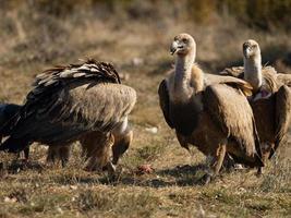 buitre leonado gyps fulvus foto