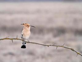 Eurasian hoopoe Upupa epops photo