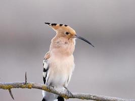 Eurasian hoopoe Upupa epops photo