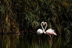 Greater flamingo Phoenicopterus roseus photo