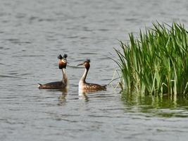 somormujo podiceps cristatus foto