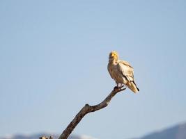 Egyptian vulture Neophron percnopterus photo