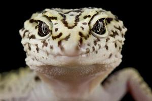 gecko de cola gorda iraní eublepharis angramainyu foto