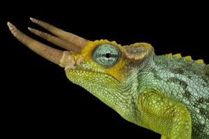 Dwarf Jackson's chameleon       Trioceros jacksonii merumontanus photo