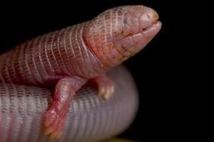 Gusano de cuatro dedos lagarto bipes canaliculatis foto