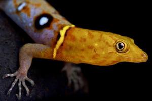 Occelated gecko         Gonaodes occelatus photo