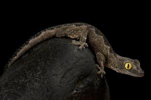 gecko de cola espinosa occidental strophurus spinigerus foto