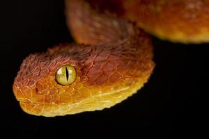 Attacking Snake / Great Lakes Viper / Atheris Nitschei Stock Image