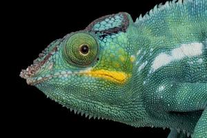 Panther chameleon    Furcifer pardalis photo