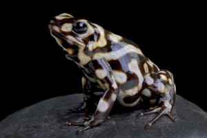 Poison arrow frog         Dendrobates auratus photo