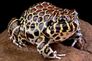 Coralline frog    Leptodacylus laticeps photo