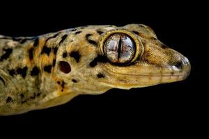 Saint Martin thick tailed gecko    Thecadactylus oskobapreinorum photo