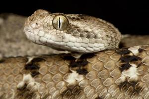 Indian saw scaled viper      Echis carinatus photo